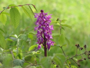 orchis_mascula_02